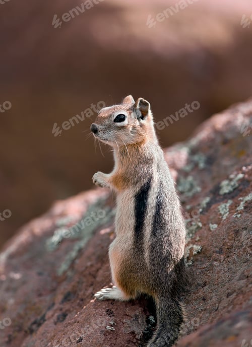 Preview: Chipmunk