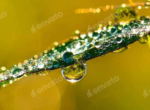 Preview: water drops on leaves in moring