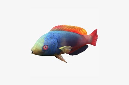 Preview: Parrotfish with open mouth lateral view