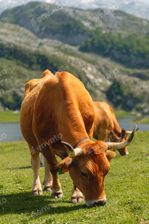 Preview: cow grazing on the mountain