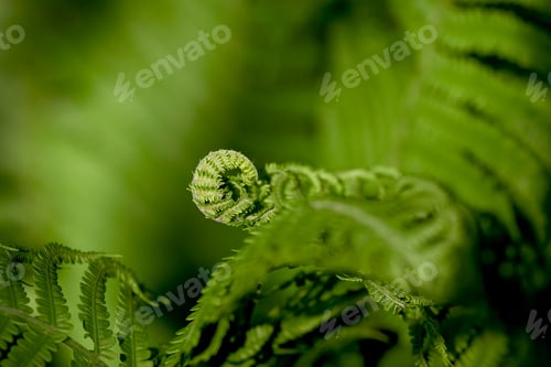 Preview: Unfurling frond. A closeup of a fern unfurling.