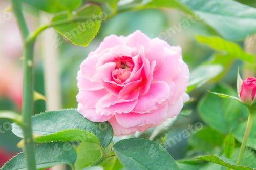 Preview: pink rose in garden , beautiful flowers in the park