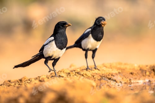 Preview: Two Eurasian Magpie perched in sand