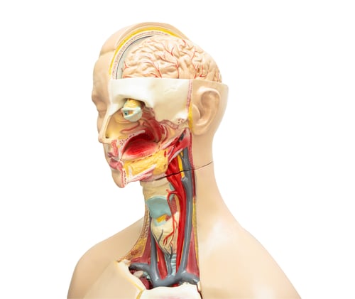 Preview: Human brain model of head anatomy isolated on white background with clipping path.