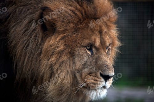 Preview: Closeup shot of a Barbary lion with a wild look in a Newquay Zoo
