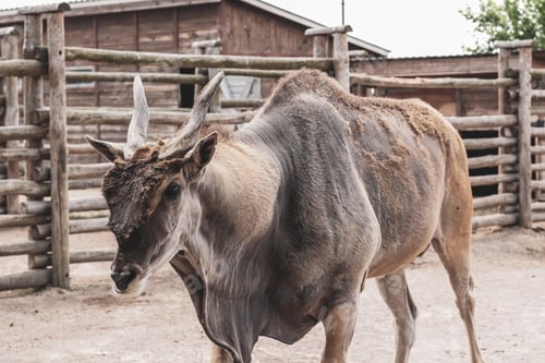 Preview: An exotic antelope with twisted horns stands in the zoo