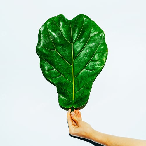 Preview: Tropical Leaf. Green concept. Minimal modern art