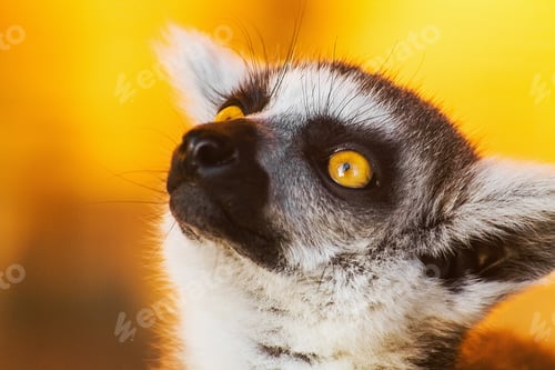 Preview: animal