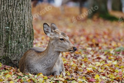 Preview: Female deer lying on the floor at park in autumn season at Japan.