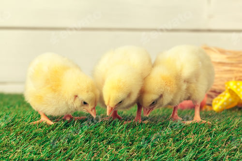 Preview: Little chicken on the grass. Creative photo
