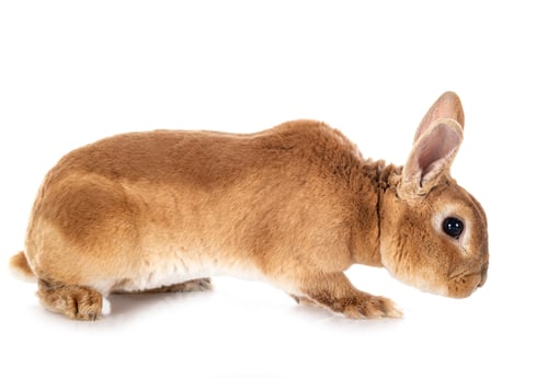 Preview: Rex rabbit in studio