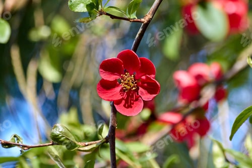 Preview: Spring and Sunshine