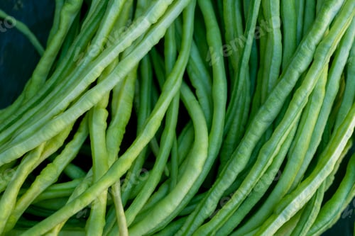 Preview: Asparagus green beans. cowpea. Natural eco friendly vegetarian food. Natural protein. Diet