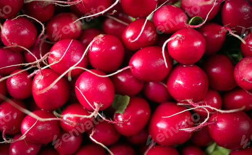 Preview: Freshly harvested, purple colorful radish. Growing radish. Growing vegetables