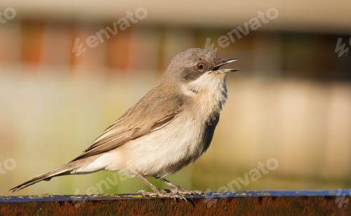 Preview: Lesser whitethroat, Sylvia curruca. Bird sings while sitting on the fence in the garden