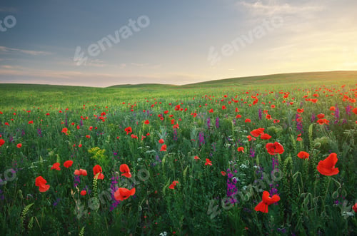 Preview: Spring meadow