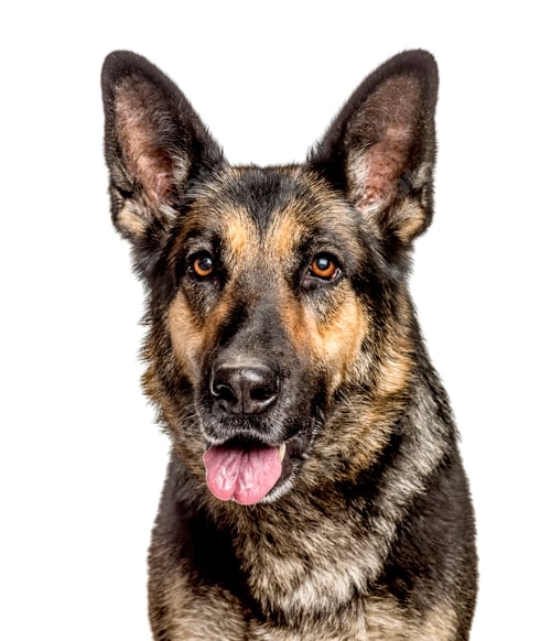 Preview: Close-up of a German Shepherd Dog, isolated on white