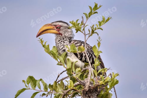 Preview: African Yellow-Billed Hornbill