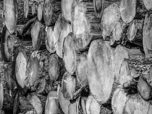 Preview: Gray scale shot of tree logs - perfect for a background