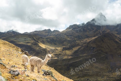 Preview: Alpaca