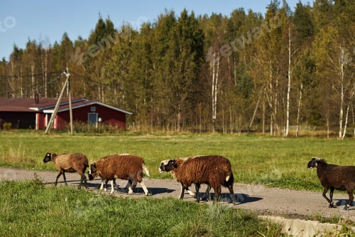 Preview: Flock of Brown Sheep Walking Along Rural Road near Forest on Sunny Day