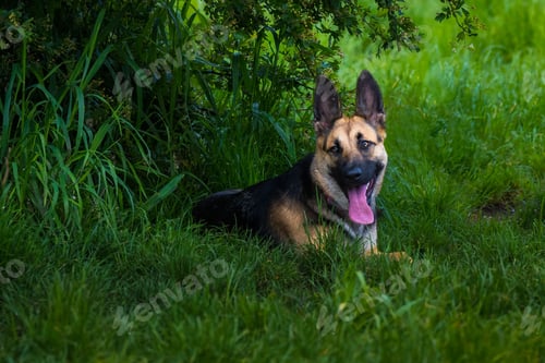 Preview: A GERMAN SHEPARD LYING IN TALL GRASS UNDER A TREE WITH BRIGHT EYES AND ITS TONGUE OUT