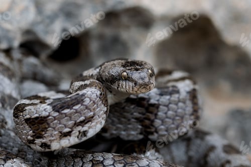 Preview: A detail shot of European Cat snake (Telescopus fallax) or Soosan Snake, on the island of Malta.