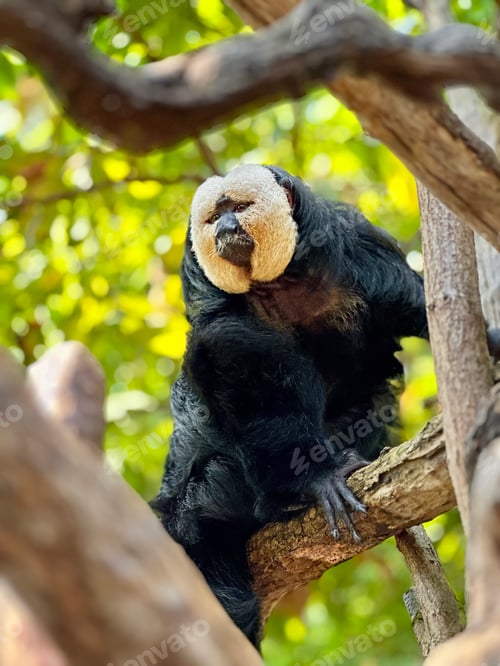 Preview: Portrait of a Cute Sloth Hanging on Tropical Tree Against Jungles Green Leaves In Light And Shadows
