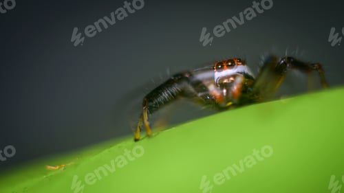 Preview: The motion of the small jumping spider on a leaf. The beauty of Macro world photography concept.