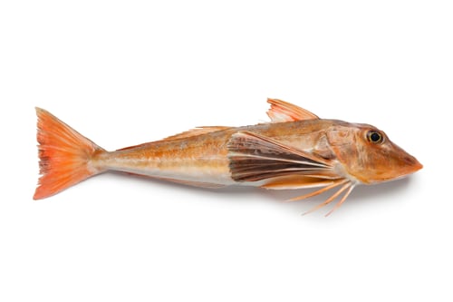 Preview: French tub gurnard