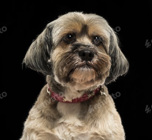 Preview: Close-up of a Lhasa apso, on a black background