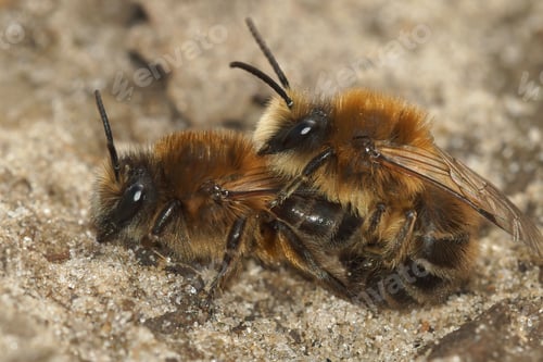 Preview: Closeup of a copulation of the spring mining bees (Colletes Cunicularius)