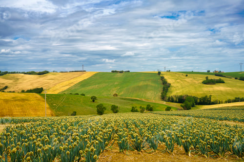 Preview: Rural landscape near Cingoli and Appignano, Marche, Italy