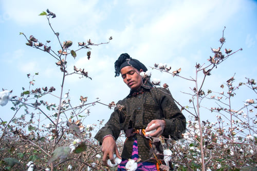 Preview: Indian woman harvesting cotton in a cotton field.