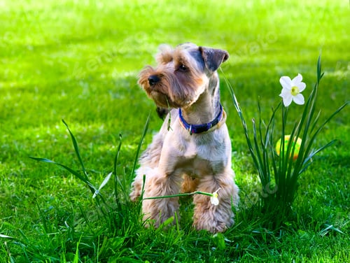 Preview: Yorkshire Terrier puppy on green grass
