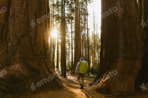 Preview: Hiker hiking among sequoia trees, Sequoia National Park, California, USA