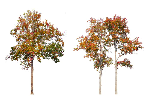 Preview: Autumn Trees with Colorful Leaves Against White