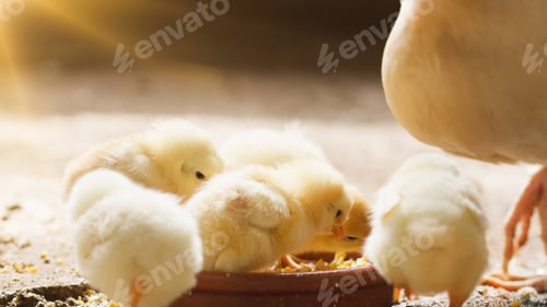 Preview: chicks with mom eat from bowl