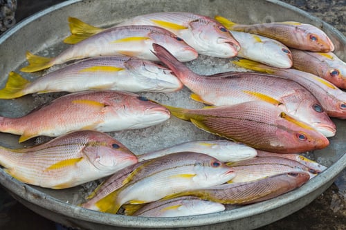 Preview: several fresh red snappers