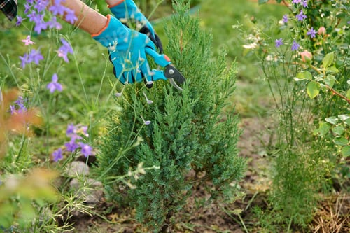 Preview: Caring for Juniperus in garden, gardener with pruning shears