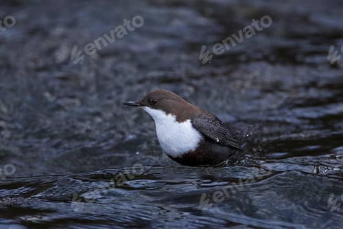 Preview: White-throated dipper (Cinclus cinclus)