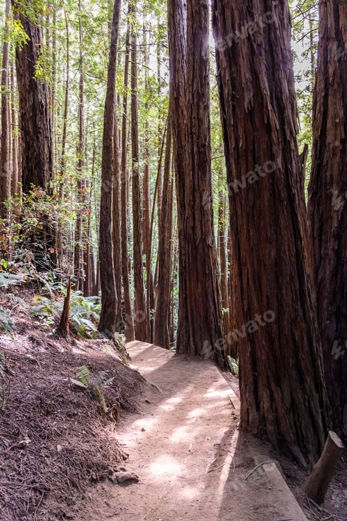 Preview: Hiking trail through a redwood forest