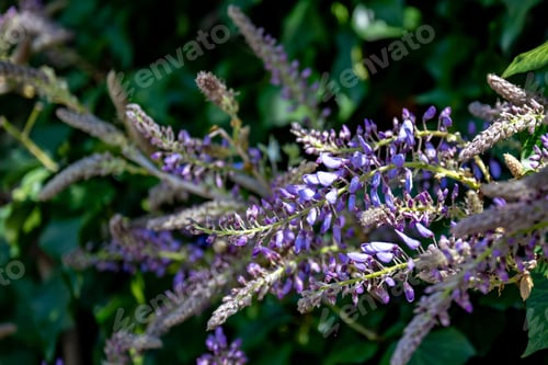 Preview: Purple Wisteria Flowers in Bloom