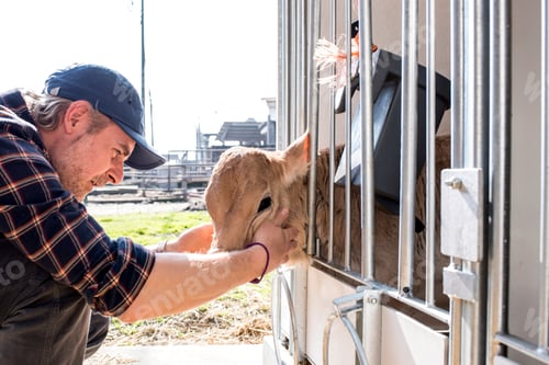 Preview: Dairy farm worker checking wellbeing of his calf
