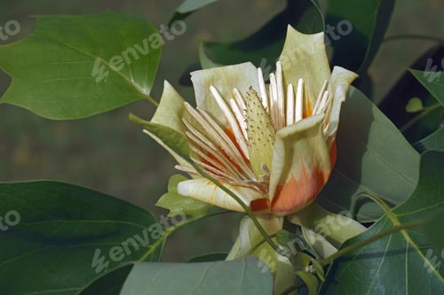 Preview: Tulip Tree (Liriodendron Tulipifera). Called Tuliptree, American Tulip Tree, Tulip Poplar, Yellow