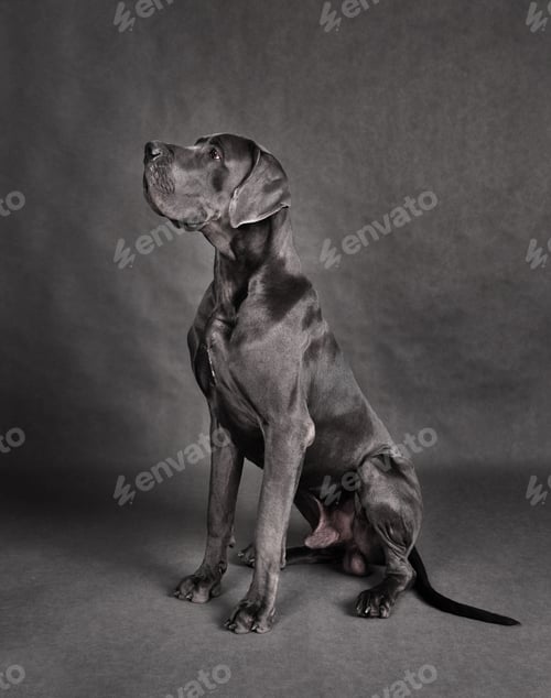 Preview: Great Dane dog sitting