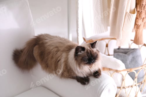 Preview: Cute Balinese cat on armchair at home. Fluffy pet