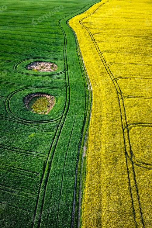 Preview: Yellow and green field in countryside at sunrise.