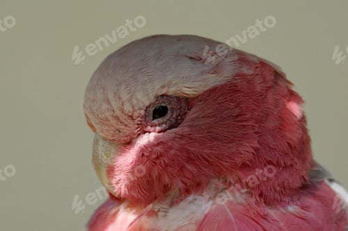 Preview: bird, cockatoo galah, parrot, pet