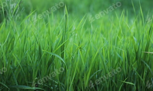 Preview: Uncut young, juicy and green grass.